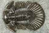 Detailed Scabriscutellum Trilobite - Morocco #359140-1